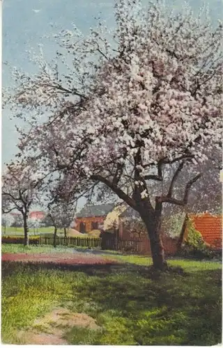 Obstblüte im Bauerngarten ngl 27.708