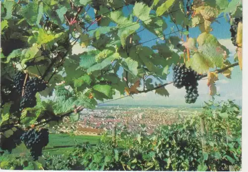 In Fellbach hängt der Himmel voller Trauben ngl 74.274