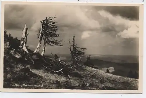 Feldberg Schwarzwald Tannenfriedhof ngl 37.534