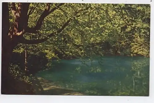 Blaubeuren Der Blautopf unter Bäumen ngl 41.202