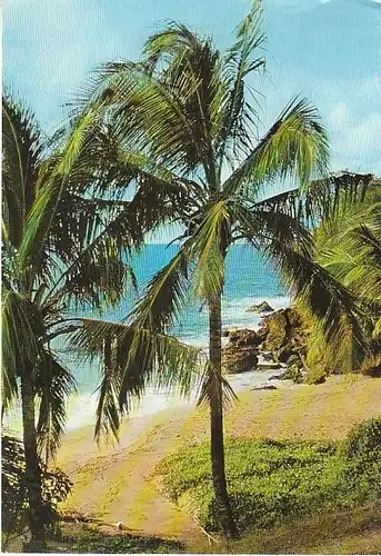 Plage sauvage aux Antilles ngl C0228