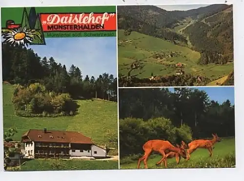 MünsterTal Münsterhalden Daislehof ngl 45.948