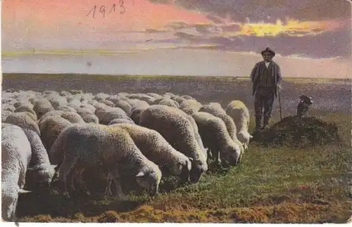 Schafherde auf der Heide gl1914 27.208