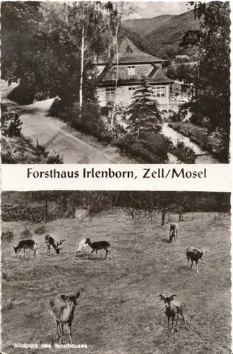 Zell(Mosel Forsthaus Irlenborn m.Wildpark ngl 20.756