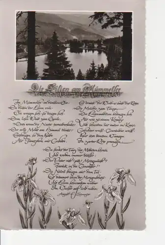 Die Lilien am Hummelsee von A. Schmezler gl1950? 82.288