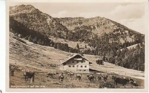 Kuh Unterlauch-Alpe b.Oberstaufen-Steibis gl1936 24.921