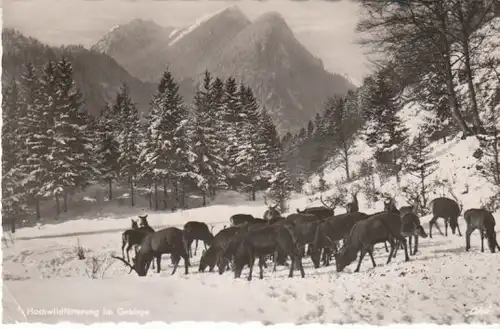 Pfronten Allg. Winter-Fütterung Rotwild gl1953 28.454