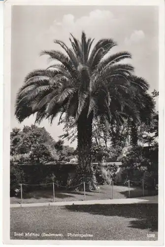 Insel Mainau Bodensee Phönix-Palme gl1936 25.879