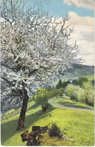 Obstblüte am Wiesenhang ngl 27.709