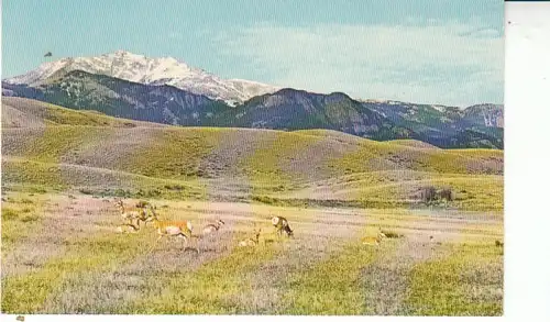 Antelopes and the Rocky Mountains ngl 27.882