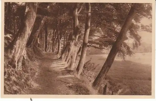 Am Waldesrand ngl 27.171