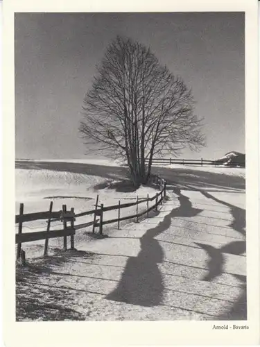 Baumgruppe im Schnee gl1955 28.015