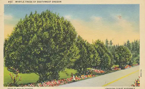 Oregon Coast Highway Myrtle Trees ngl 114.355