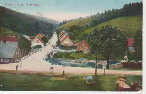 Tanne im Harz Heringstal gl1911 91.040