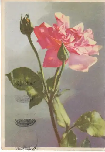 Eine Rose für Dich ... gl1948 B7280