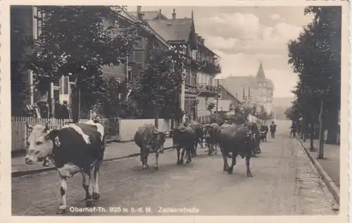 Oberhof/Thür. Zellaerstraße Kuhherde gl1939 96.206