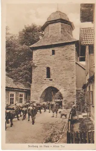Stolberg/Harz Rindvieh im Alten Tor ngl B6567