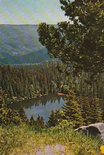 Schwarzwald Wildsee bei Ruhestein gl1965 B8365