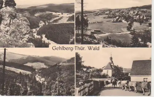 Gehlberg/Thür. Wald Straße Kuhherde Panorama ngl 96.189