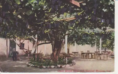 San Gabriel Mission, Ca. Giant Grape Vine ngl 204.292