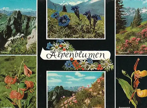 Alpenblumen Mehrbildkarte ngl B8493