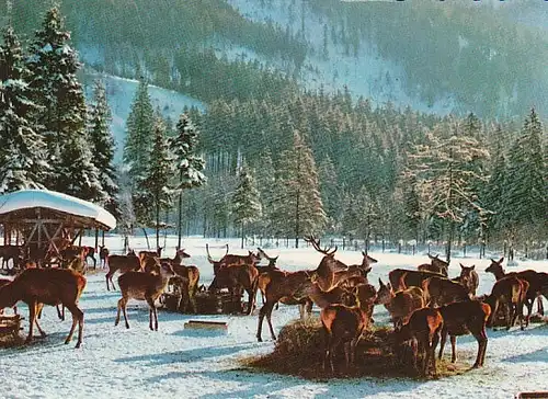 Schwarzwald Schnee Rotwild-Fütterung gl1971 B8326