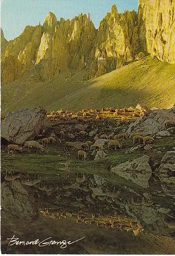 Schafe in den Bergen gl1980 C1614
