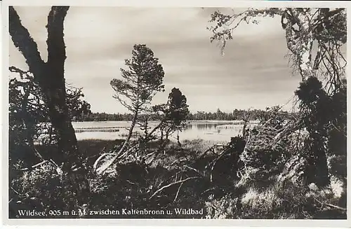 Wildsee zwischen Kaltenbronn u.Wildbad ngl B9798