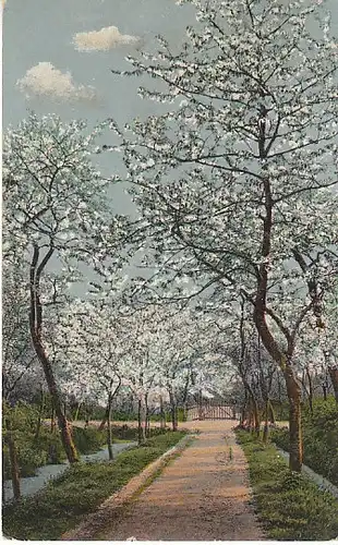 Frühlingszeit Blühende Baum-Allee gl1922 C0331