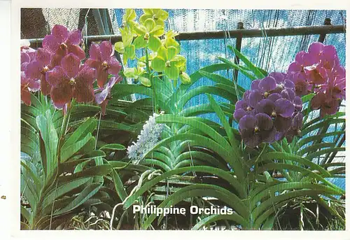 Philippine Orchids gl1998 C0341