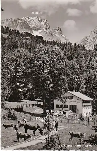 Vieh vor dem Berggasthof Garmischer Haus ngl C1048