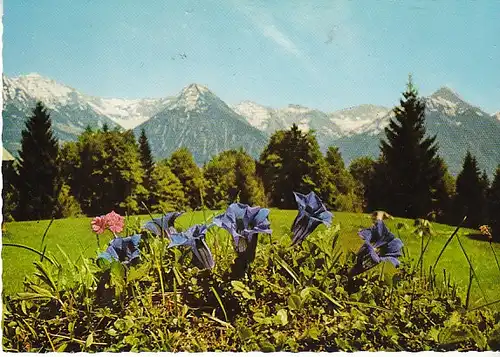 Enzian in den Allgäuer Alpen gl1975 C1566