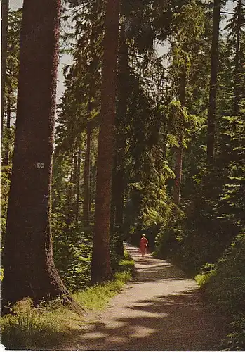 Freudenstadt Schwarzwald Im Parkwald ngl C1266