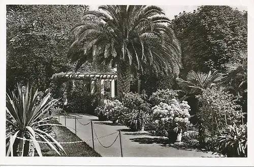 Insel Mainau Palmenhain ngl 133.281