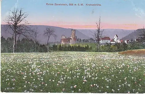 Ruine Zavelstein Krokusblüte ngl C1232