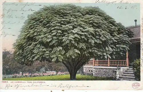 An UmbrellaTree in California gl1908 C5318