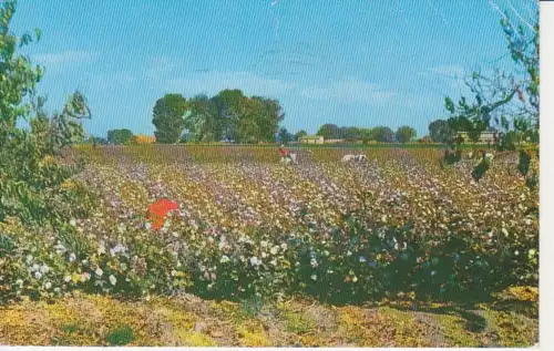 Cotton Field in the Sunny South gl1962 204.432