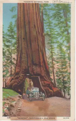 Yosemite National Park Wawona Big Tree gl1934 204.406