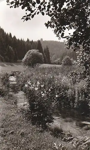 Schwarzwald-Partie bei Pfalzgrafenweiler ngl C4093