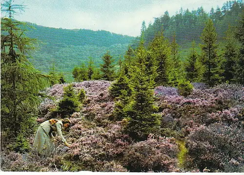 Heather in Scotland ngl C2777