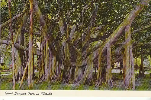 Giant Banian Tree in Tropical Florida ngl C3056