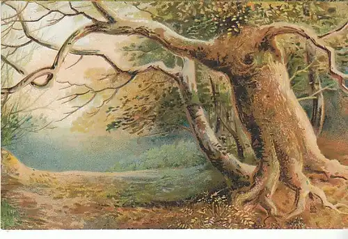 Alter Baum ''mit Auge'' feldpgl1917 C3486