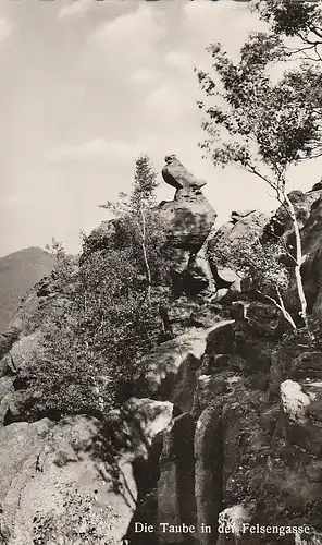 Kurort Oybin Zittauer Gebirge Taube i.d.Felsengasse gl1959 C5177