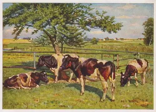 HDK 231 Willy Tag - In der Koppel ngl 212.092