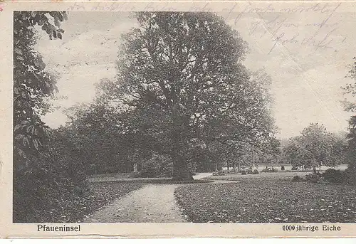 Berlin Wannsee Pfaueninsel 1000jähr.Eiche gl1926 C5009