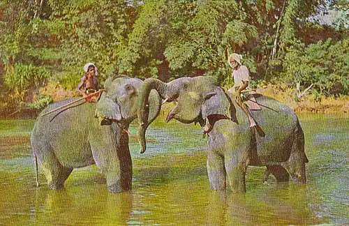 Elephants at play Mahaweli Ganga near Kandy Sri Lanka gl1974 C5470