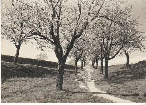 Obstbaum-Blüte ngl C8535