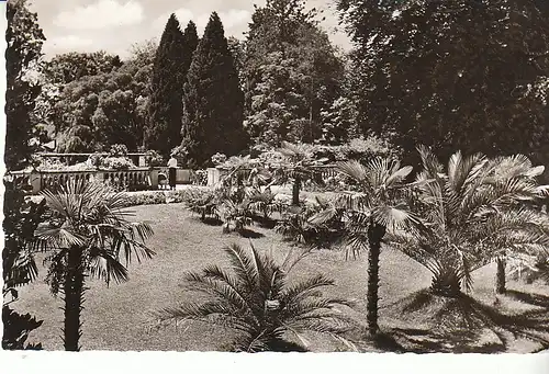 Insel Mainau im Bodensee Palmenhain gl1956 C7546