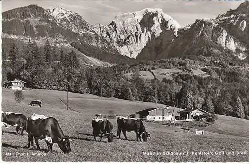 Rindvieh in Schönau mit Kehlstein, Göll und Brett gl1962 C7571