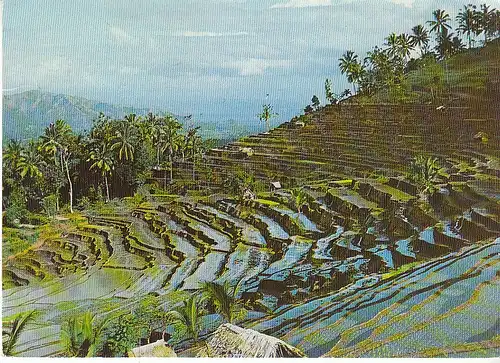 RI Bukit Djambul Rice fields terrase gl1971 C6833